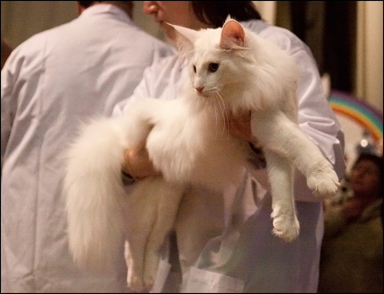 Wonderwoods Easy Rider 6.jpg - Wonderwoods Easy Rider